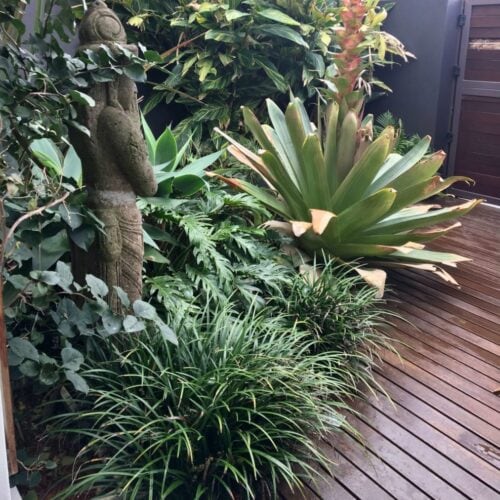 landscape design Collaroy NSW | Vogue & Vine - Landscape Designers Sydney